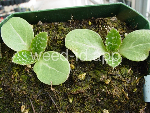 milkthistle, blessed